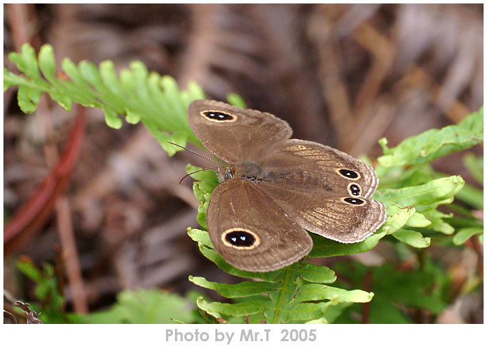 ew Common Four-ring (Ypthima praenubila)
