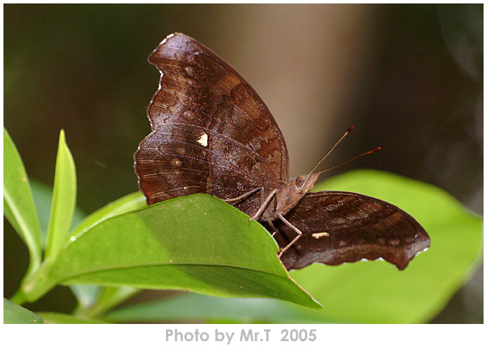 _Ͳ潺 Chocolate Pansy (Junonia iphita)
