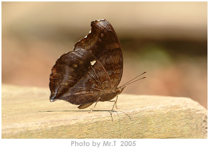 _Ͳ潺 Chocolate Pansy (Junonia iphita)