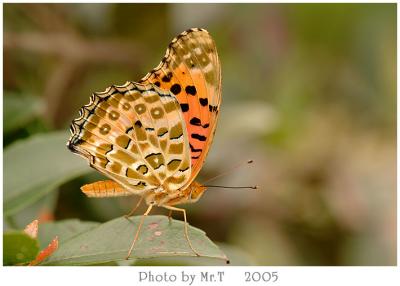 \潺 Indian Fritillary (Argyreus hyperbius)