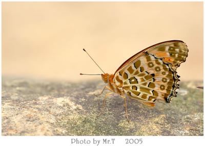 \潺 Indian Fritillary (Argyreus hyperbius)