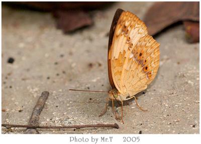 潺 Rustic (Cupha erymanthis)