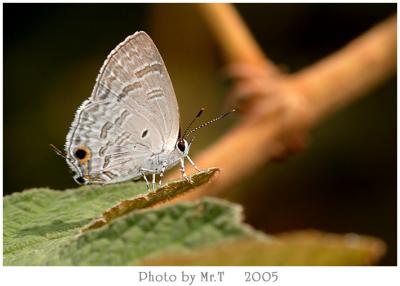 ͦǽ Broad Spark (Sinthusa chandrana)