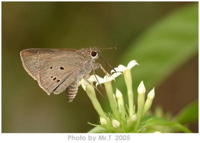 ˽ Indian Palm Bob (Suastus gremius)