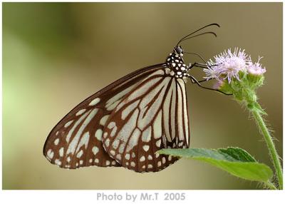 h Glassy Tiger (Parantica aglea)