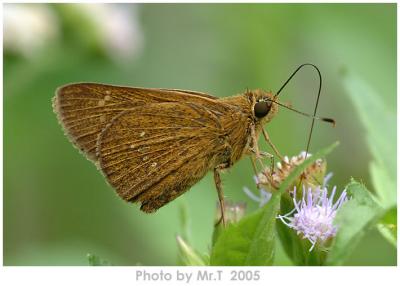 ħ˽ Formosan Swift (Borbo cinnara)