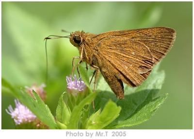 ħ˽ Formosan Swift (Borbo cinnara)