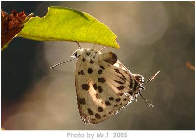 \ǽ Spotted Royal (Tajuria maculata)