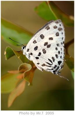 \ǽ Spotted Royal (Tajuria maculata)