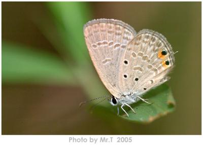 Ħǽ Gram Blue Cupid (Euchrysops cnejus)