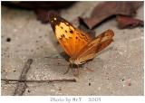 潺 Rustic (Cupha erymanthis)