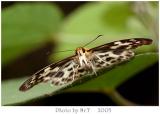 է˽ Magpie Flat (Abraximorpha davidii)