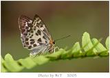 է˽ Magpie Flat (Abraximorpha davidii)