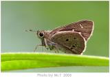 ˽ Indian Palm Bob (Suastus gremius)