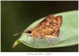 ´˽ Monastyrskyis Ace (Thoressa monastyrskyi)