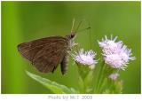 ˯ͧ˽ Forest Hopper (Astictopterus jama)