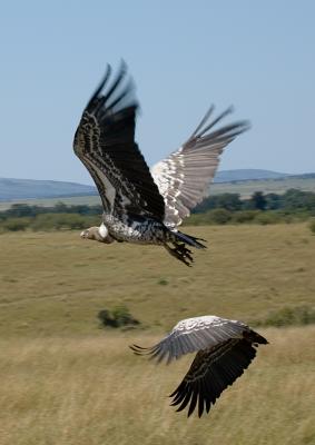 Flying Vultures