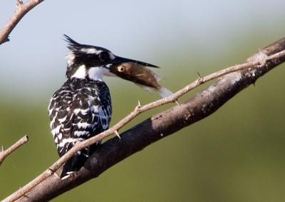 Pied Kingfisher's Lunch