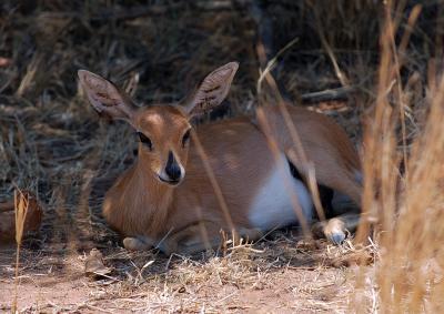 Steenbok