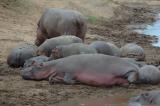 Hippos