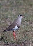 Common Ringed Plover