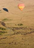 Wildebeest Herds