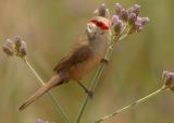 Common Waxbill