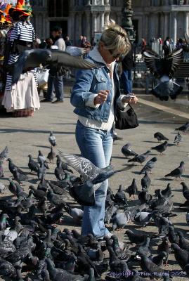 41506c - Pigeons -St. Mark's Square
