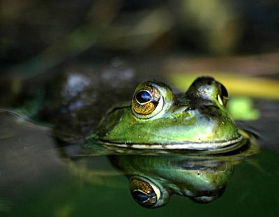 D70-Misc-frog-lily-ect-1-ne.jpg