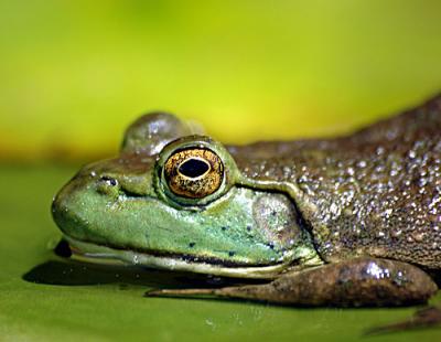 D70-Misc-frog-lily-ect-137-.jpg