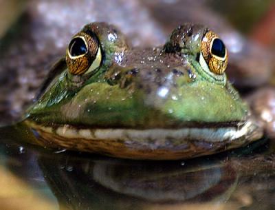 D70-Misc-frog-lily-ect-147-.jpg
