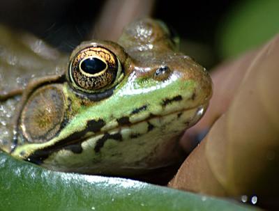D70-Misc-frog-lily-ect-226-.jpg