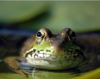 FROGGER-2-157-copy.jpg