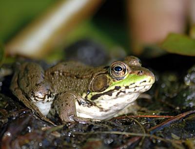 D70-Misc-frog-lily-ect-2-02.jpg