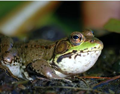 D70-Misc-frog-lily-ect-2-04.jpg