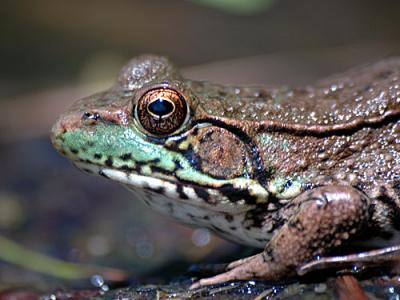 D70-Misc-frog-lily-ect-2-06.jpg
