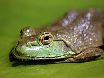 D70-Misc-frog-lily-ect-2-08.jpg