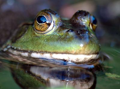 FROGGER-1-020-copy.jpg