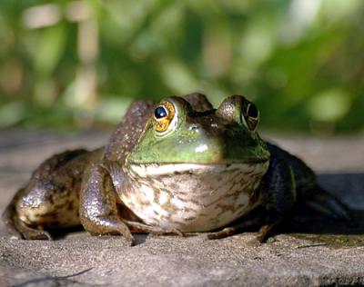 FROGGER-1-024-copy.jpg