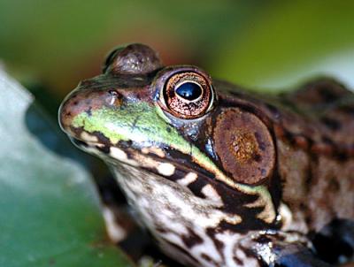 FROGGER-1-036-copy.jpg