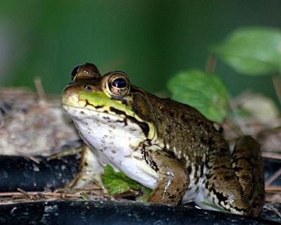 FROGGER-1-097-copy.jpg