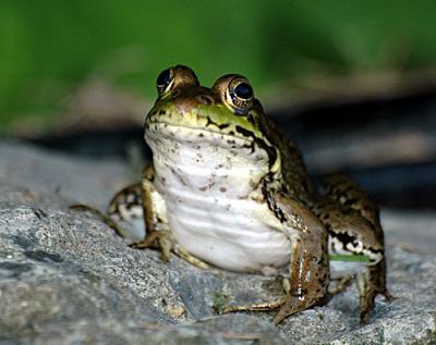 FROGGER-1-102-copy-2.jpg