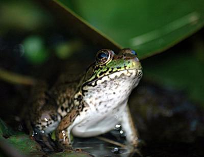 FROGGER-1-111-copy.jpg