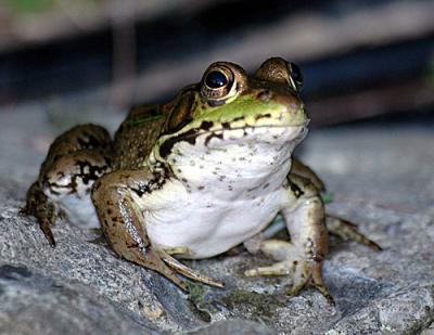 FROGGER-1-124-copy.jpg