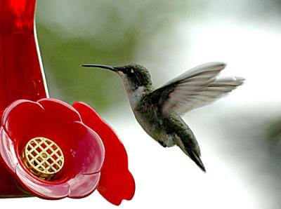 Hummingbirds-ect-003-copy.jpg