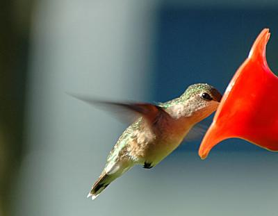 Hummingbirds-ect-012-copy.jpg