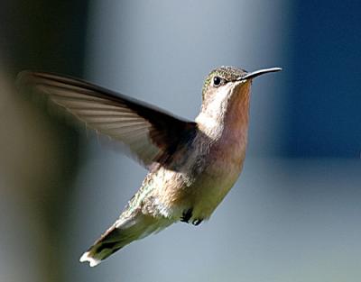 Hummingbirds-ect-013-copy.jpg