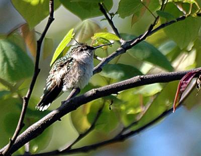 Hummingbirds-ect-022-copy.jpg