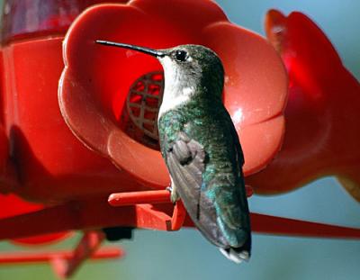 Hummingbirds-ect-030-copy.jpg