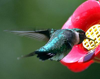Hummingbirds-ect-034-copy.jpg
